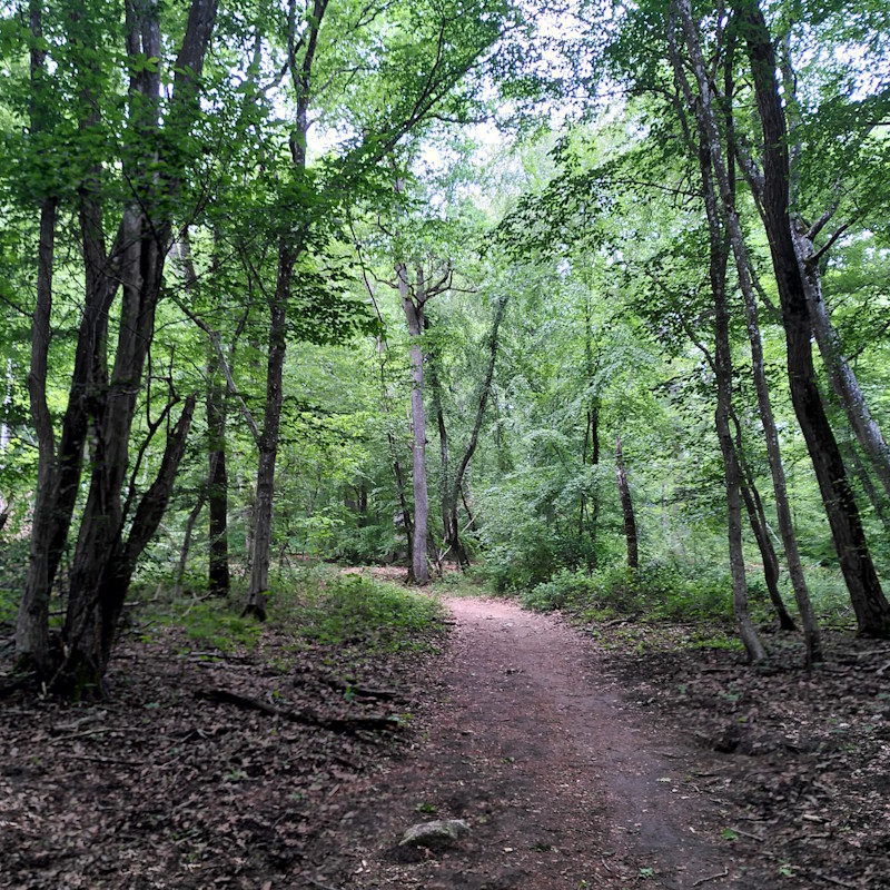 Vue de la forêt de Fontainebleau